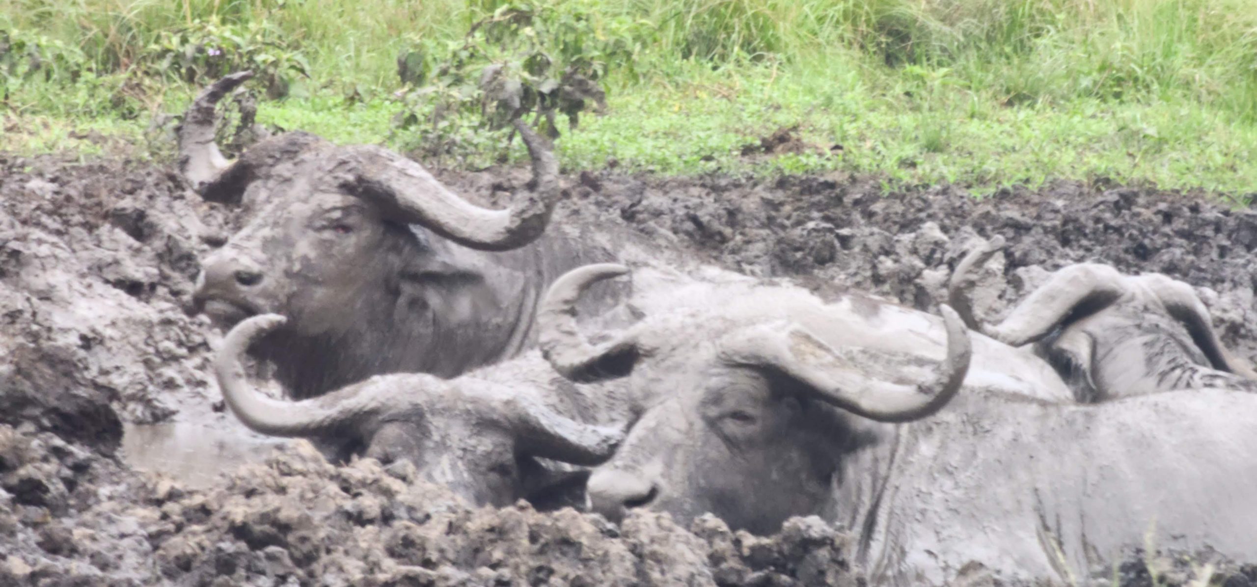 20221126_075339 scaled